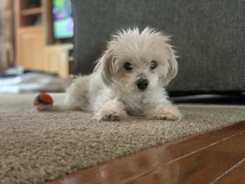 Mary Finch,  Bachelor of Fine Arts & History of Art minor 